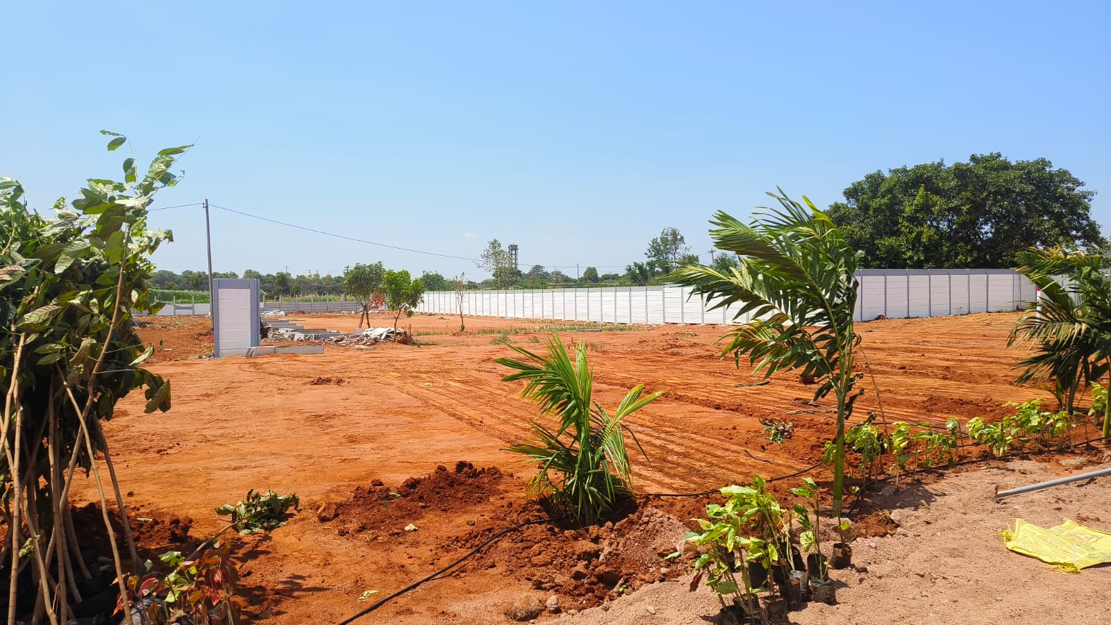 Mahogany Trees Plantation